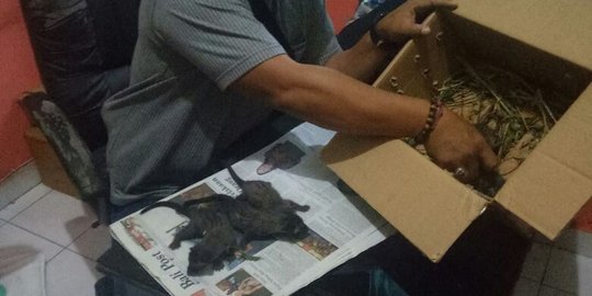 Lima ekor anak Luwak dari Jawa diselundupkan ke Bali