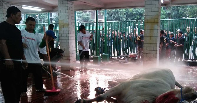 sapi jokowi jk di istiqlal