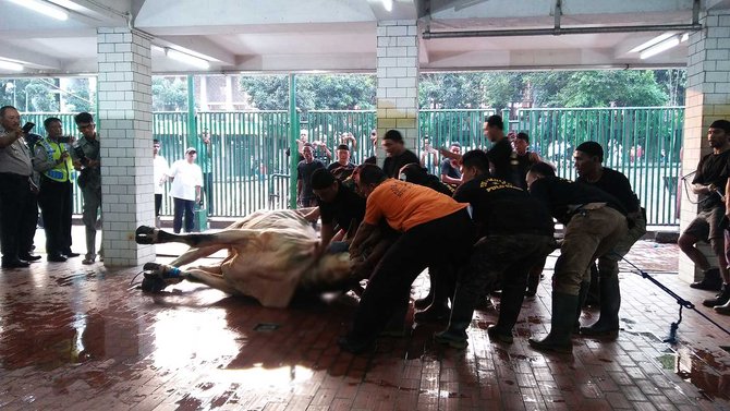 sapi jokowi jk di istiqlal