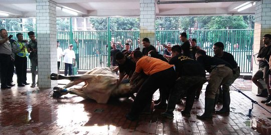 Daging kurban di Masjid Istiqlal mulai didistribusikan ke wilayah Jakpus