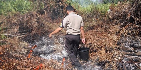 87 Persen lahan gambut Indonesia berada di 7 provinsi