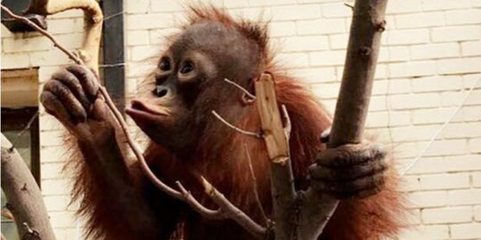 Taymur, bayi orangutan yang disita aparat di Kuwait masuk rehabilitasi 13 September