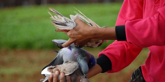 Burung dara sampai kalkun hilang di Taman Hutan Kota Bekasi