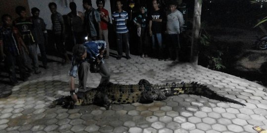 Warga Sangatta tangkap buaya yang gigit Salabiah hingga luka parah