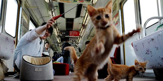 Unik, KRL lokal di Jepang ini difasilitasi kafe kucing