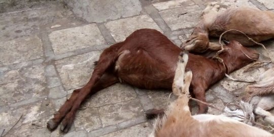 8 Kambing milik Suraji tewas dimangsa anjing liar