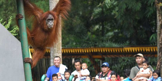 Populasi orangutan terus menyusut