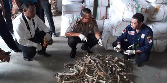 Polisi gerebek gudang di Cikupa berisi ribuan cangkang kura-kura dan tanduk rusa