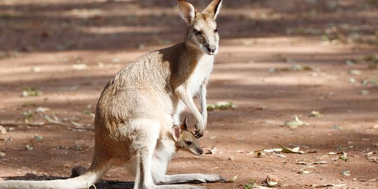 Dulu dibanggakan, kini kanguru jadi ancaman di Australia