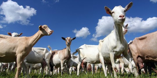 Dinas Pertanian turunkan tim buru hewan pembunuh puluhan kambing