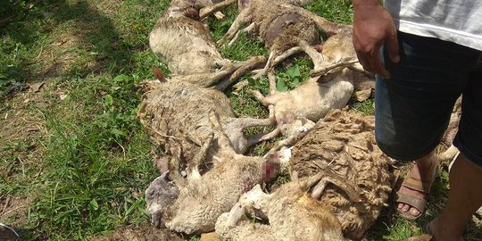 Belasan kambing di Malang ditemukan tewas tercabik-cabik
