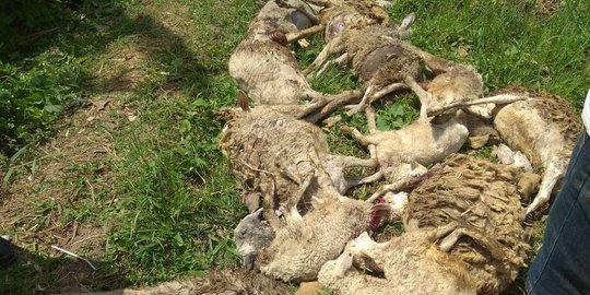 Belasan kambing tewas di Malang diduga akibat binatang buas