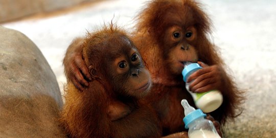 Tingkah lucu bayi orangutan Sumatera yang diselundupkan ke Thailand