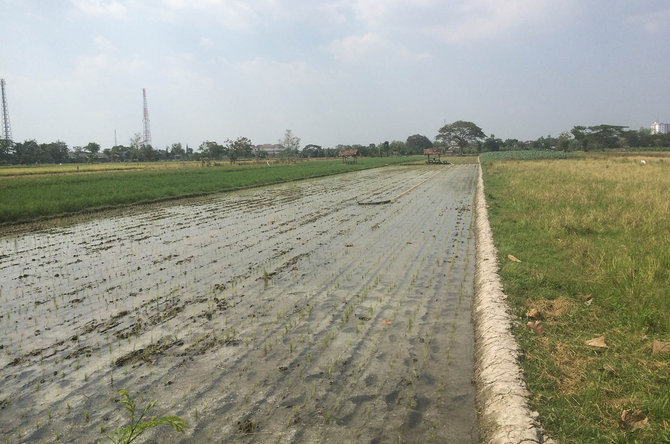 petani sragen gunakan elpiji untuk sedot air