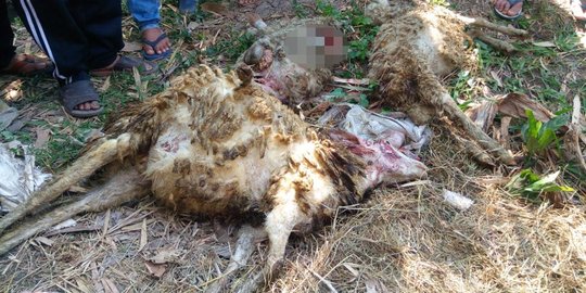 Kambing mati misterius di Malang terus bertambah, total jadi 20 ekor