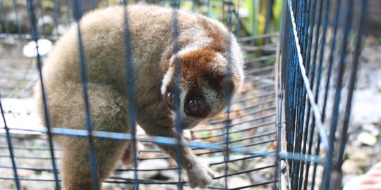 2 Kukang, 2 kucing hutan dan 1 siamang disita dari warga