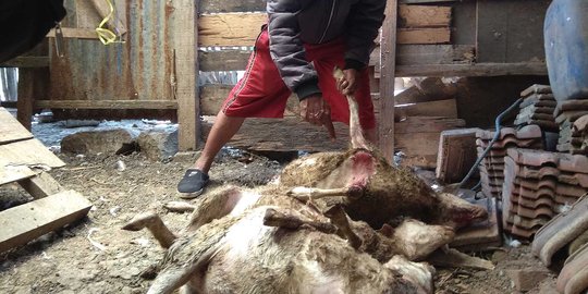 Misteri kematian puluhan ekor kambing di Malang belum terungkap