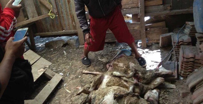 puluhan ekor kambing di malang