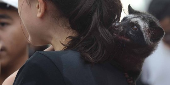 Tingkah lucu musang jadi tontonan pengunjung CFD