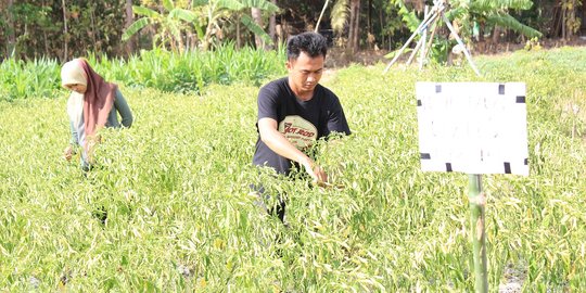 Tak takut rugi, petani di Bantul gratiskan cabai hasil panen