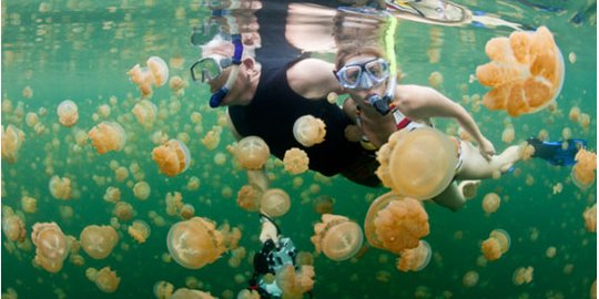 5 Wisatawan di Pantai Sepanjang Gunungkidul tersengat ubur-ubur beracun