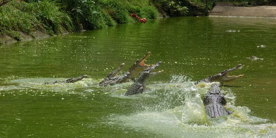 Korban kedua diterkam buaya di Kukar ditemukan, jasad masih utuh