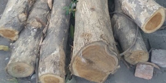 Curi 8 batang kayu jati di lahan Perhutani, Yitno diciduk polisi