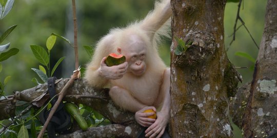 Usai 5 bulan direhabilitasi, kondisi 'Alba' orangutan albino di Kalteng membaik