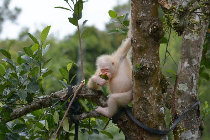 orangutan albino