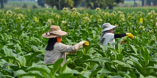 Menengok permasalahan cukai tembakau buat pendapatan tak optimal