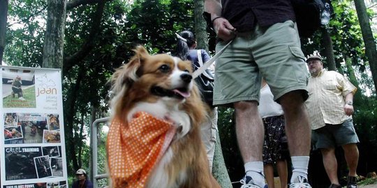 pawang anjing rev1