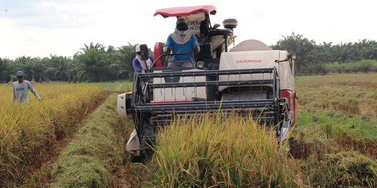 Petani padi di Siak lebih untung ketimbang petani sawit 