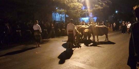 Meriahnya kirab 19 pusaka Keraton Surakarta yang dipimpin 7 kebo bule