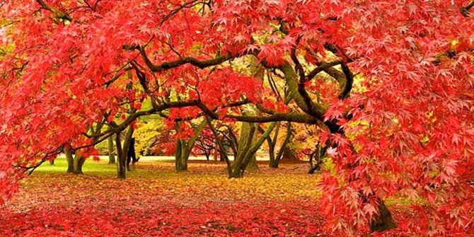 7 Tempat dengan pemandangan musim gugur terindah di dunia 