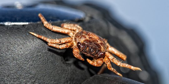 Penyelundupan ribuan kepiting Balikpapan ke Pontianak digagalkan, 1 pria ditangkap