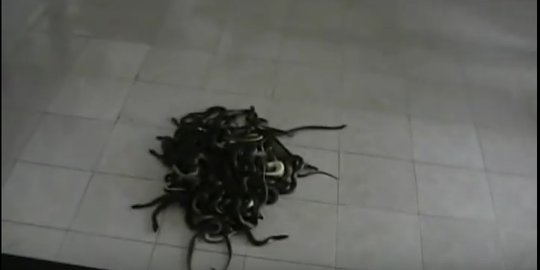Ngamuk, pria ini lepas tiga karung ular berbagai jenis di pengadilan
