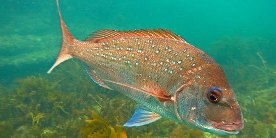 Ikan kakap Indonesia tembus pasar ekspor hingga ke Eropa