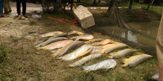 Ratusan ikan Arwana mati diduga kena limbah proyek Tol 