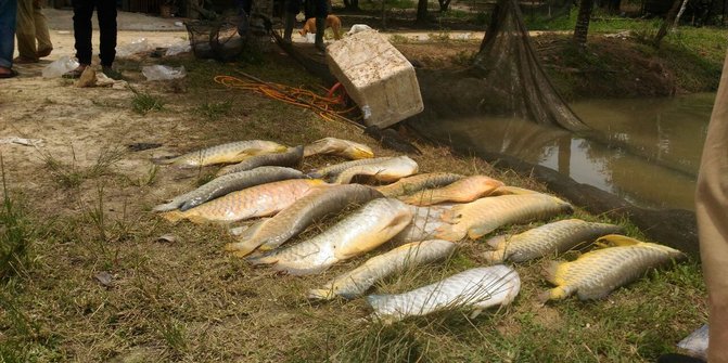 Ratusan ikan Arwana mati diduga kena limbah proyek Tol  