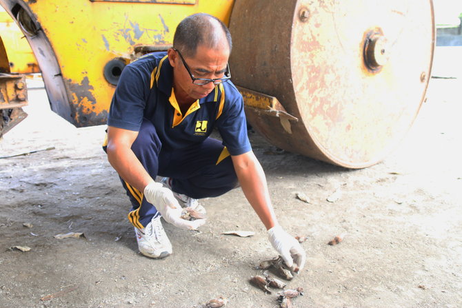 burung mati akibat asap gunung agung