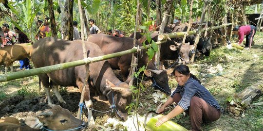 Pemerintah siapkan penampungan ternak terdampak erupsi Gunung Agung