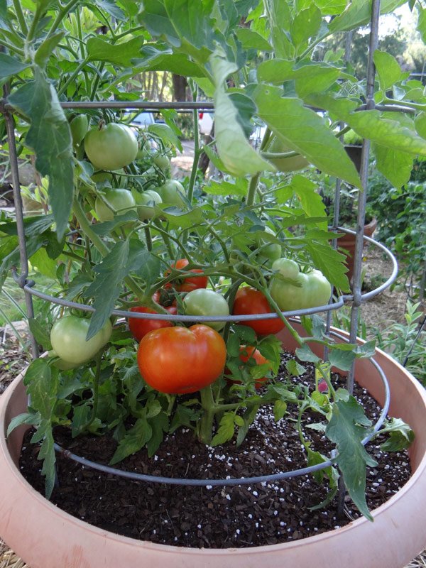 ilustrasi tanaman tomat