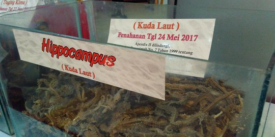 Kuda laut kering 16,5 Kg coba diselundupkan lewat Bandara Makassar