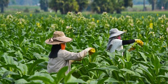 Indonesia berpeluang tingkatkan penerimaan cukai, ini syaratnya