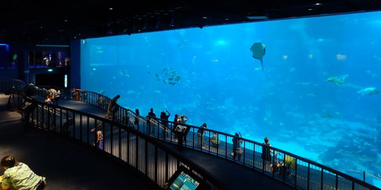 Mengulik megahnya S.E.A Aquarium di Singapura