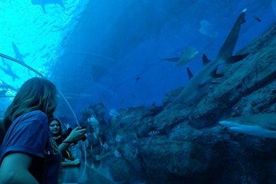 shark seas area