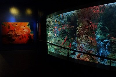 coral garden