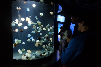 sea jelly area