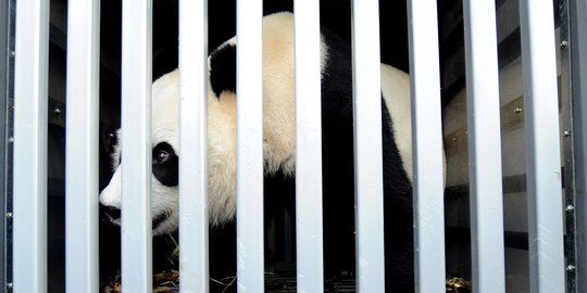 Sepasang panda raksasa asal China tiba di Taman Safari Indonesia