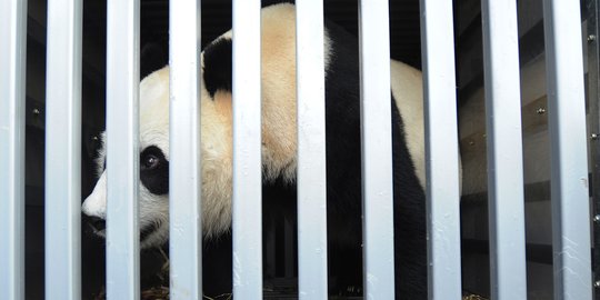 Diimpor dari China, sepasang Panda Giant pacaran dan 